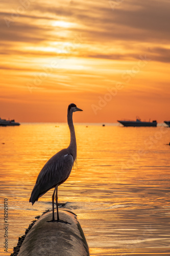 A heron hunting in the sea in the sunset or sunrise light