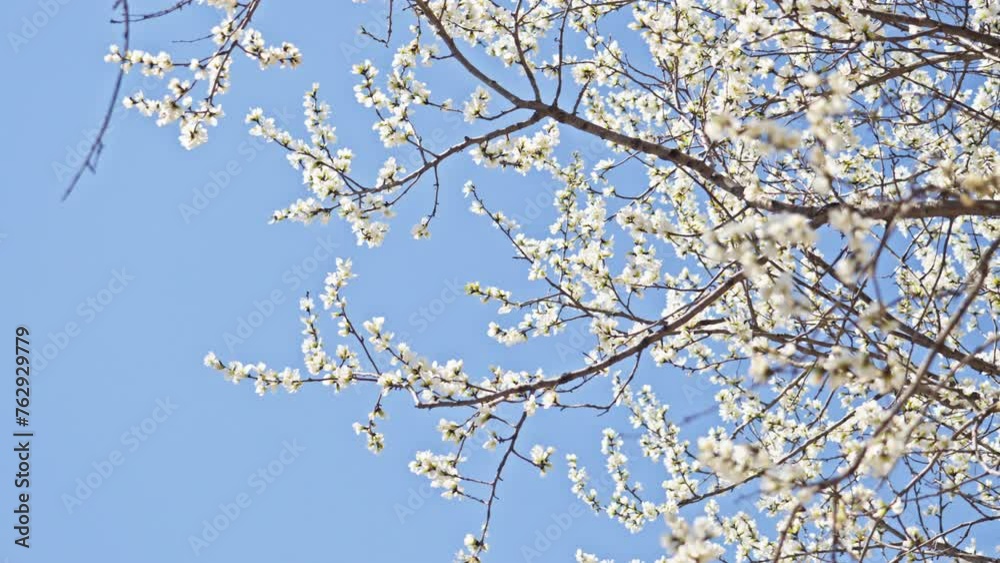 Peach blossoms bloom against the blue sky in April Peach blossoms bloom against the blue sky in April