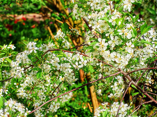 soft focus. white Prunus mahaleb, mahaleb cherry, St Lucie cherry close-up in a green garden on a beautiful sunny spring day. background for designers, artists, computer desktop photo