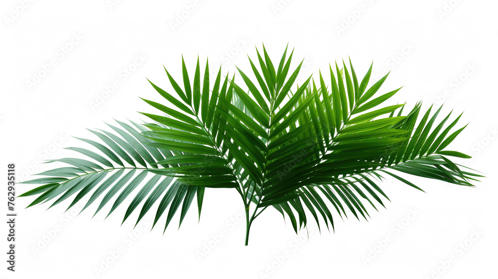Tropical lush green leaf of palm tree transparent png 