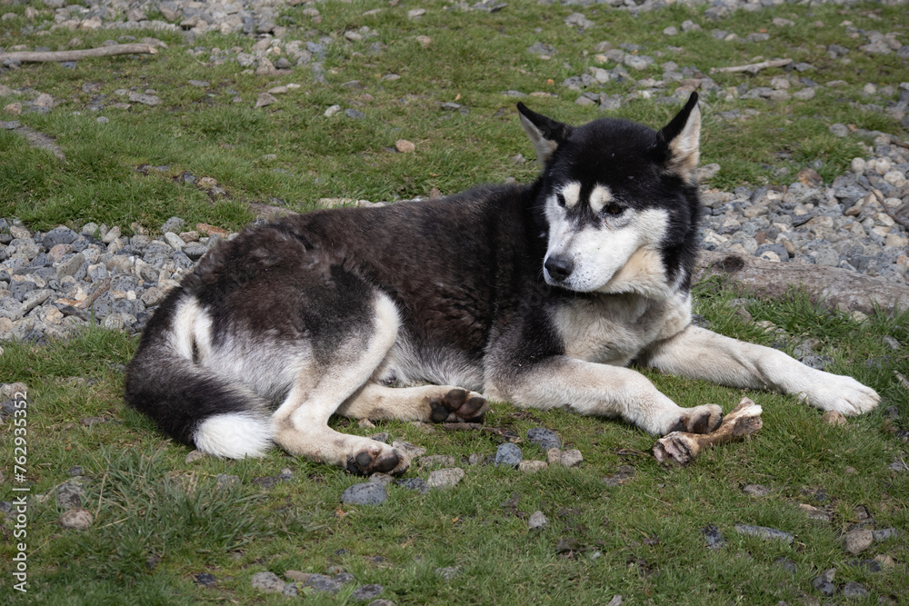 Alaskan Malamute lying on grass with a bone