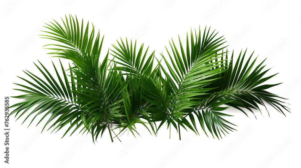 Tropical lush green leaf of palm tree transparent png  - obrazy, fototapety, plakaty 