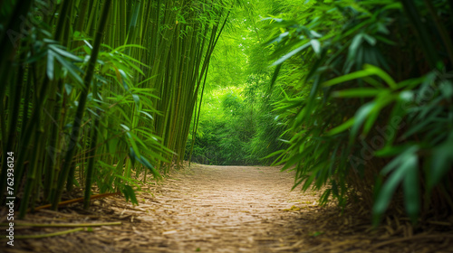 Bamboo Path Leading through a Lush Green Forest.