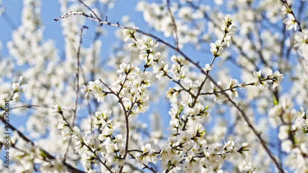 Peach blossoms bloom against the blue sky in April Peach blossoms bloom against the blue sky in April