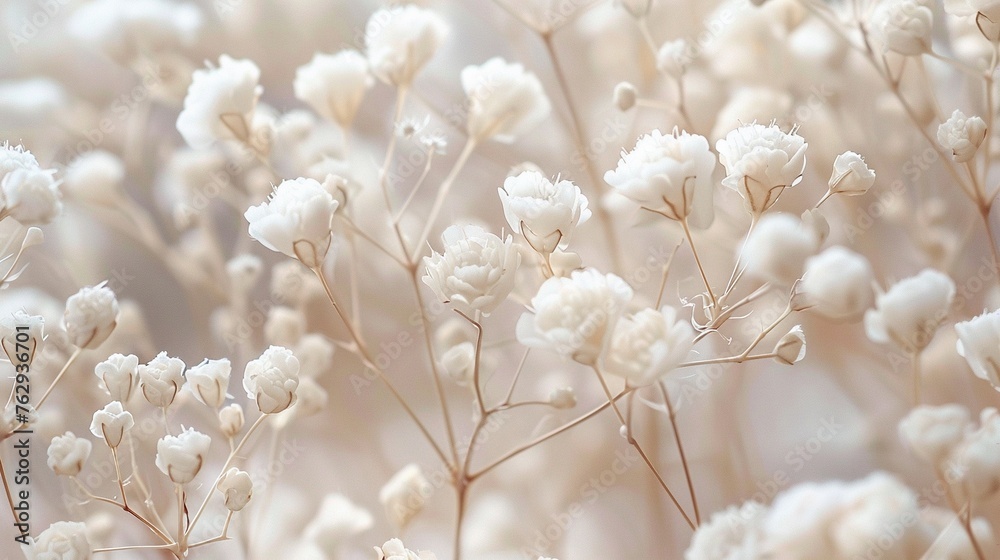 White gypsophila flowers in soft color and blur style for background.