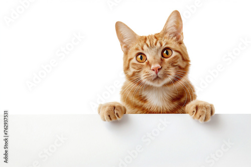 A ginger cat, full body, stands proudly against a white background, holding a blank voucher.