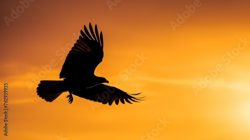 Silhouette of eagle on sunset sky.