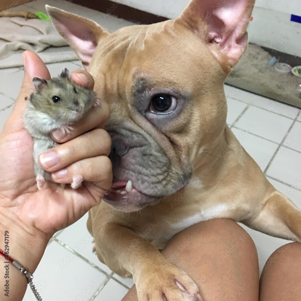 Hamster and American bully dog