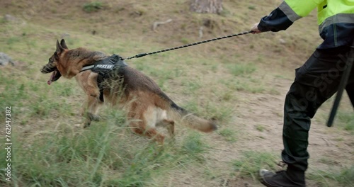 Dog, police officer and man on walk for service in training, search and rescue with scent tracking. German shepherd, animal and government agent on grass for safety, security and learning in woods