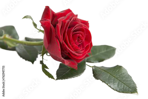 Red Rose with Green Leaf isolated on transparent background