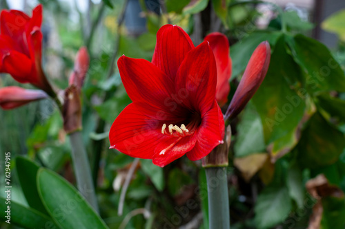 Red Hippeastrum johnsonii Bury flowers. wan-see-tit (thai name) Auspicious flowers.