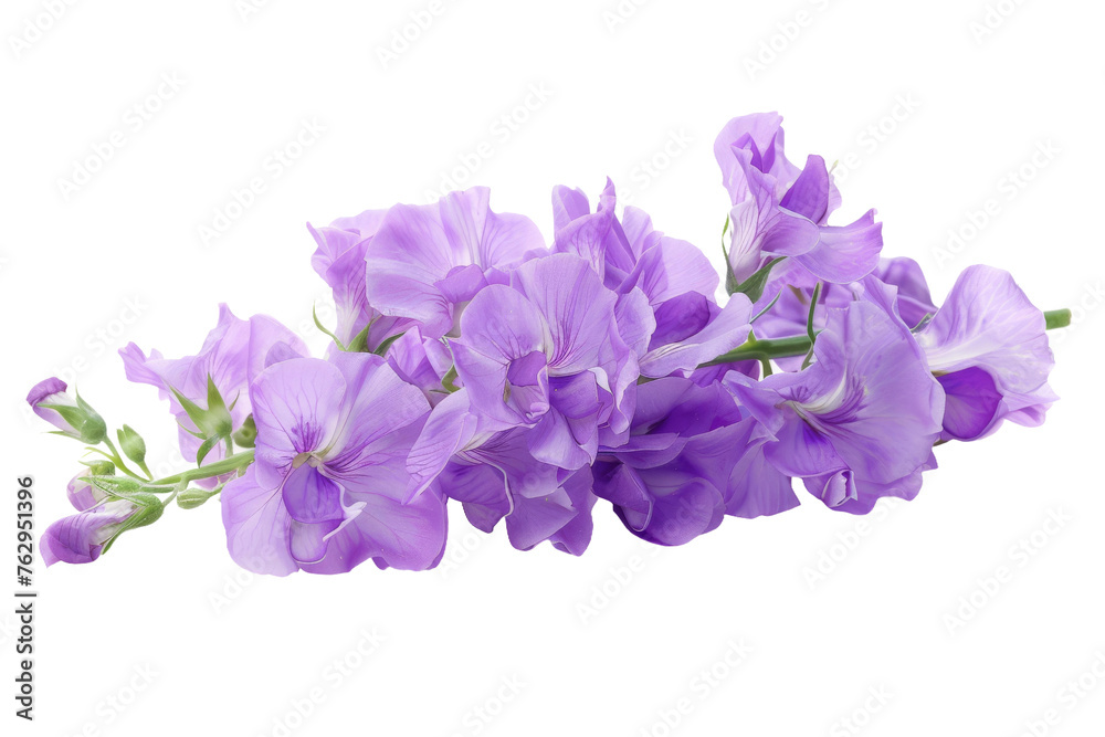 Elegant Lavender Blush Scabiosa Flower isolated on transparent background