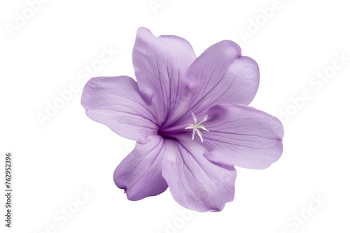Premium Soft Purple Lilac Flower isolated on transparent background