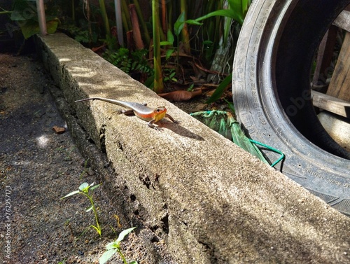 Mabuya lizard  photo