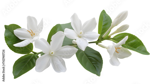 jasmine flower. isolated on white background.