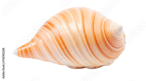 Seashell on White Background. On a White or Clear Surface PNG Transparent Background..