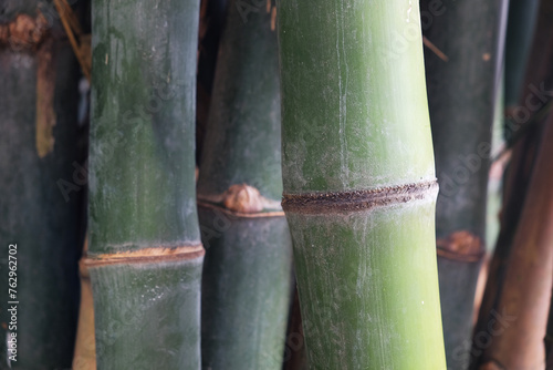 Large bamboo poles in a bamboo garden planted for sale