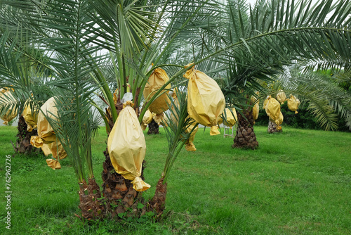 Well-wrapped Date palm fruit to protect against plant pests in a small garden