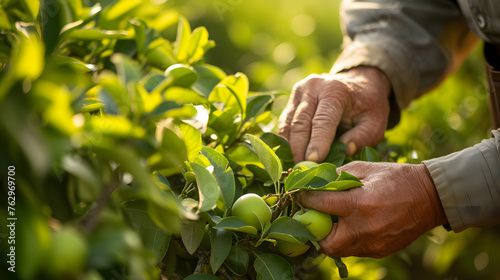 farmer hand-pollinating fruit trees in an orchard photo