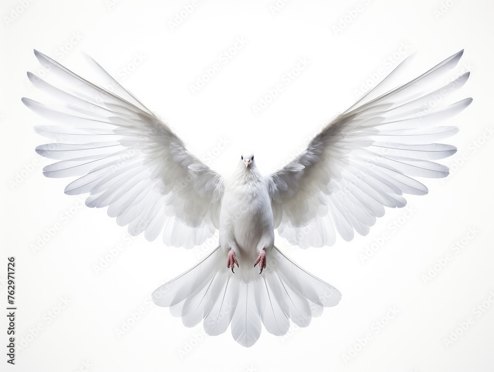 dove of peace dove of peace