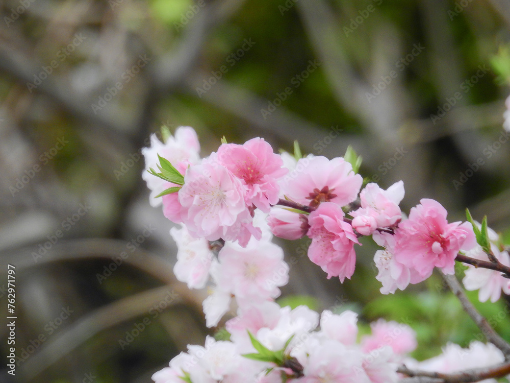 Obraz premium ちょっとサクラに似ていますが、1本の木から赤・白・ピンクや斑の花を咲かせるハナモモ