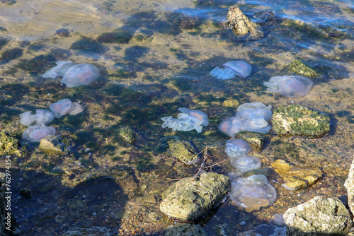 Rhizostoma pulmo barrel jellyfish in the water of Black sea