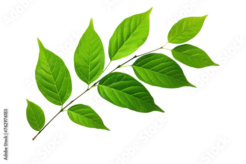Branch of a Tree With Green Leaves. On a White or Clear Surface PNG Transparent Background..