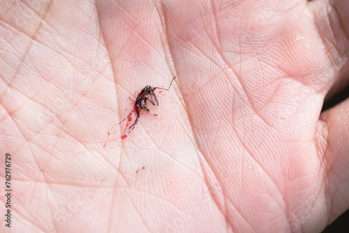 smashed mosquito full of blood on a palm, mosquito bites photo