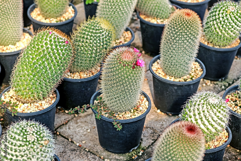 The cactus in the farm The cactus in the farm
