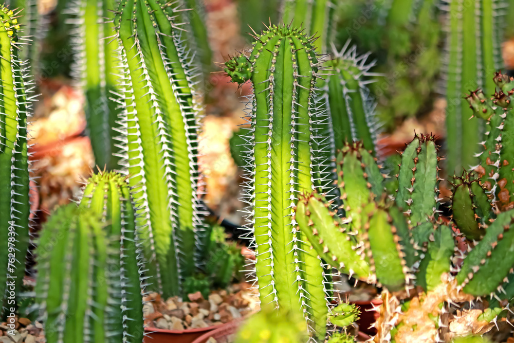 The cactus in the farm