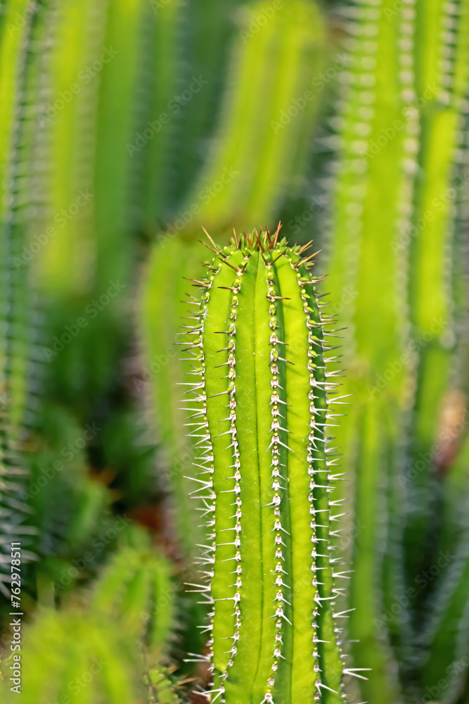 The cactus in the farm The cactus in the farm