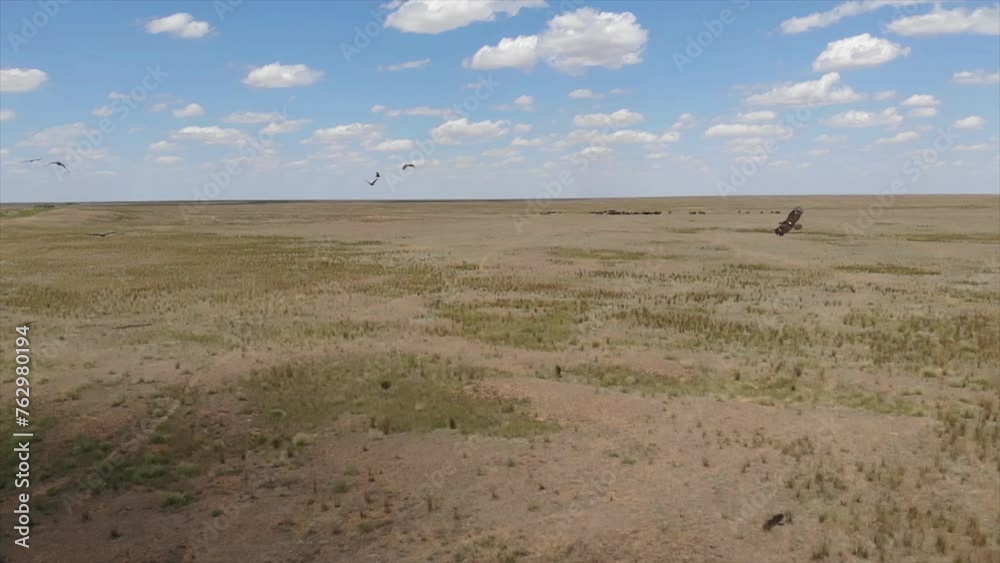 Kalmykia, Black Lands reserve. Flight of the black vulture. Kalmykia, Black Lands reserve. Flight of the black vulture.