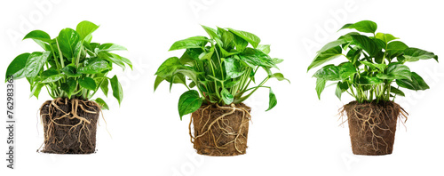 set of potted houseplant with a healthy root system isolated on transparent background. Modern Indoor plant with visible roots in soil collection 
