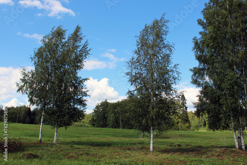 Birch trees in a field and blue sky. Summer landscape.