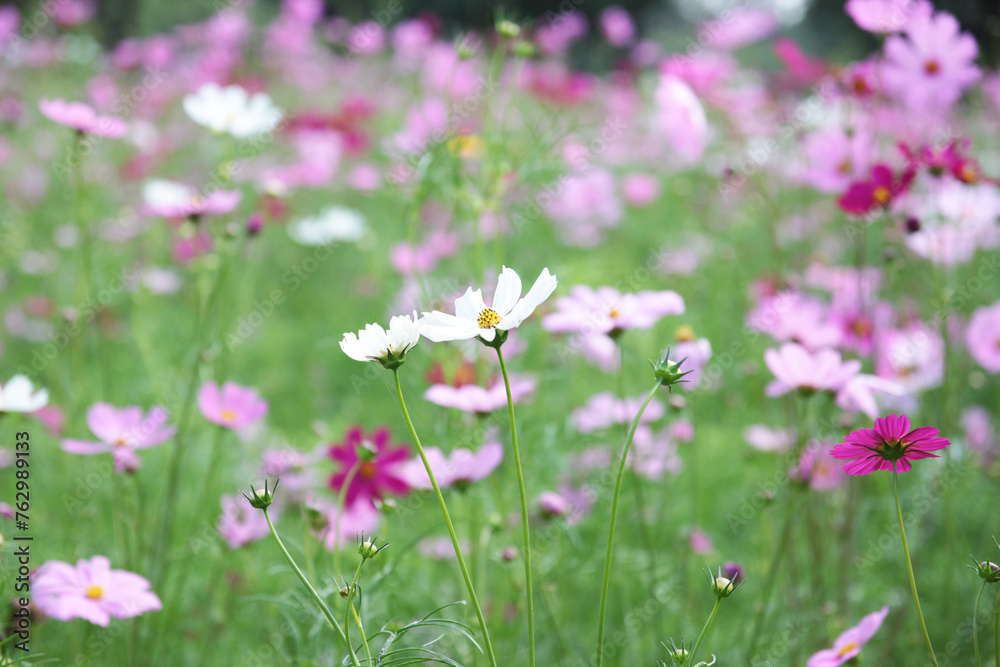 Field of colorful cosmos flowers Field of colorful cosmos flowers