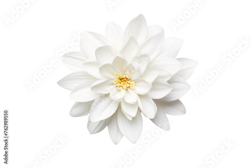 White Flower With Yellow Center on White Background. On a White or Clear Surface PNG Transparent Background..