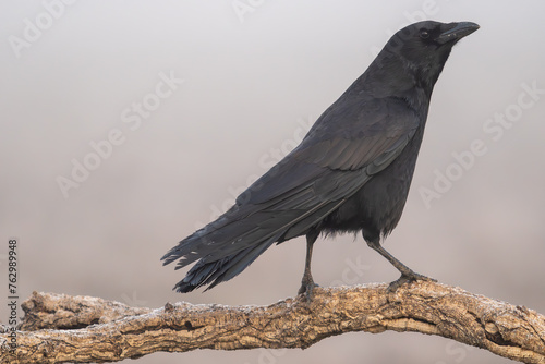 Beautiful side portrait of a black crow perched on a tree branch and looking laterally with a watchful face for other birds in a landscape with fog and vegetation in Spain, Europe