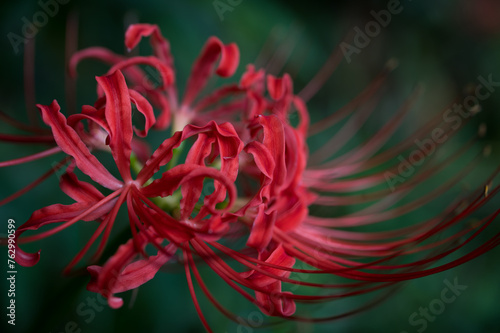 Red Spider Lily