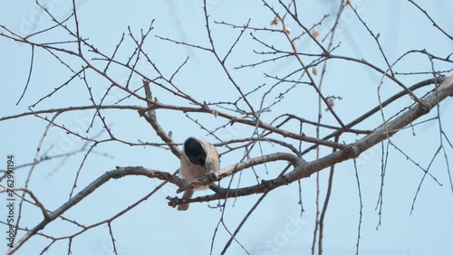 Black-capped chickadee (Poecile atricapillus) bird pecking buds hanging on tree twig in spring Japan photo