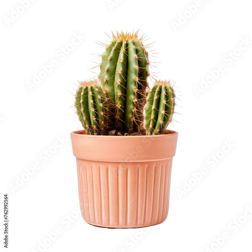 cactus in a pot on a white isolated background