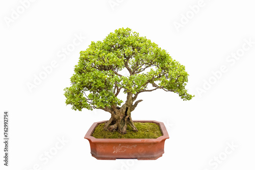 boxwood tree bonsai