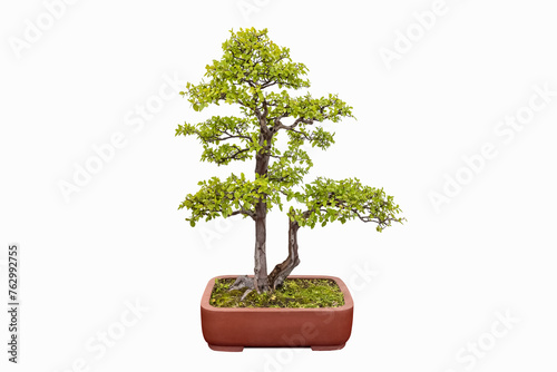 bonsai tree of elm © chungking