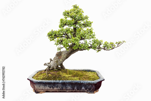 elm bonsai isolated
