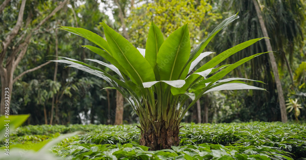 Obraz premium Striking image featuring green palm tree, capturing the beauty of nature in elegant and serene setting.