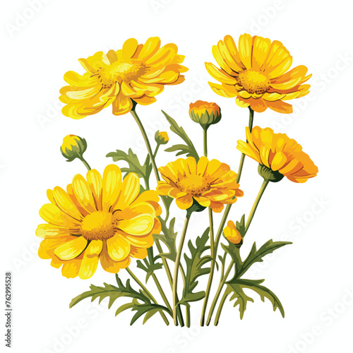 Corn Marigold clipart isolated on white background 