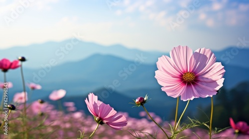 pink cosmos flower