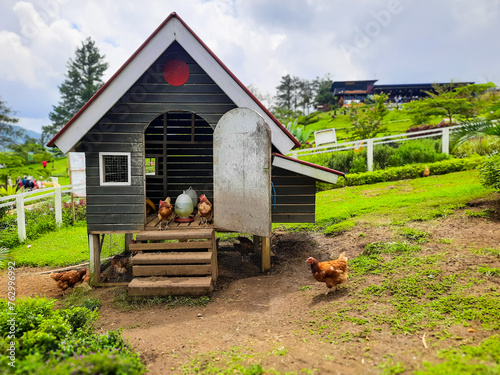 Fotografie Hens doing activities around their coop at a farm tourist attraction