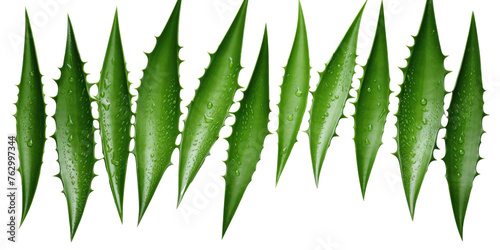 leaves and cut slices of aloe on a white isolated background 