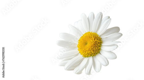 one chamomile on a white isolated background