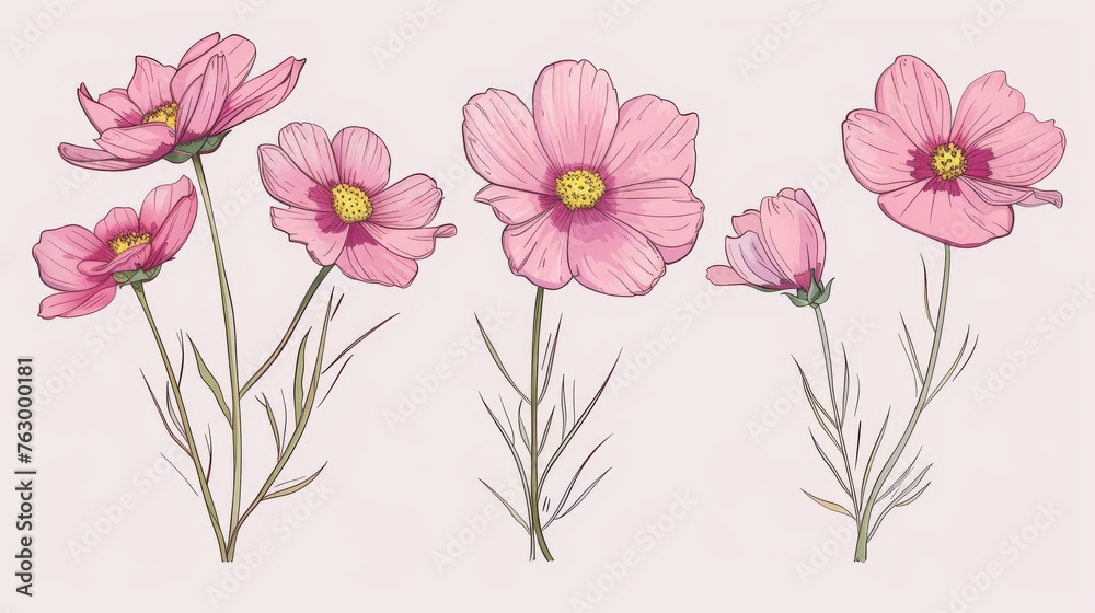 Modern illustrations of cosmos flowers